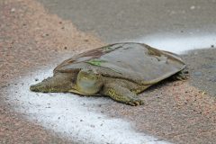 Web-Leatherback